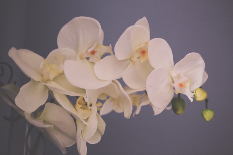 orchidee2