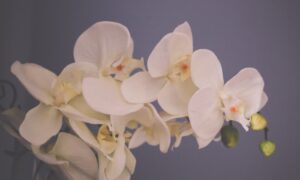 orchidee2